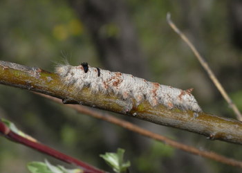 Kupferglucke (Gastropacha quercifolia ) - © Rupert Fauster